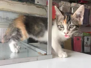 Gato raça Srd idade Abaixo de 2 meses nome Cesará