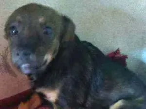 Cachorro raça Minsturada idade 2 a 6 meses nome Jack