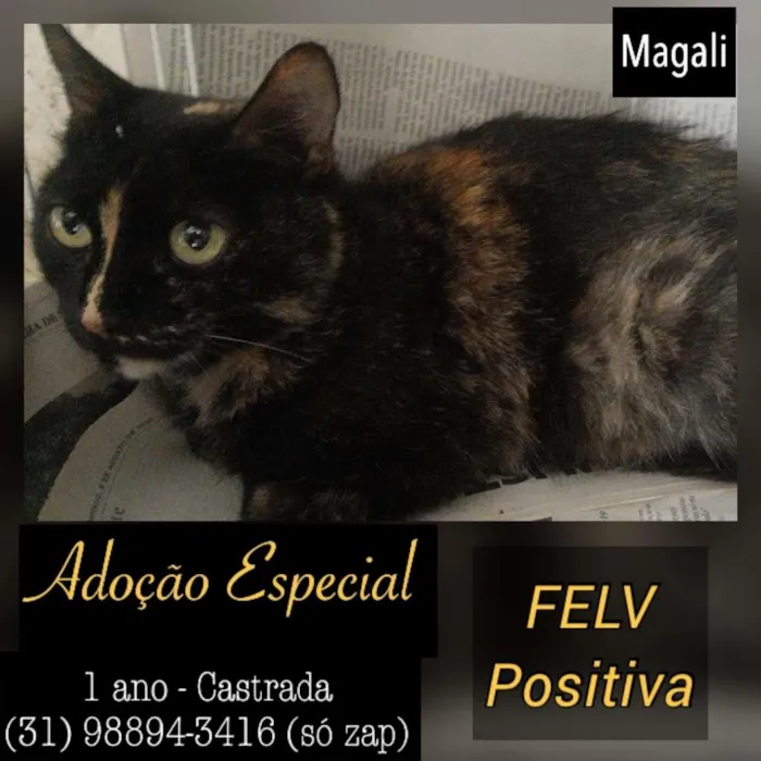 Gato raça SDR idade 1 ano nome MAGALI