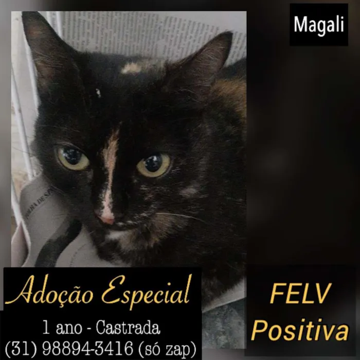 Gato raça SDR idade 1 ano nome MAGALI