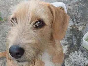 Cachorro raça Srd idade 1 ano nome AMORA