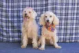 Romeu e Julieta 