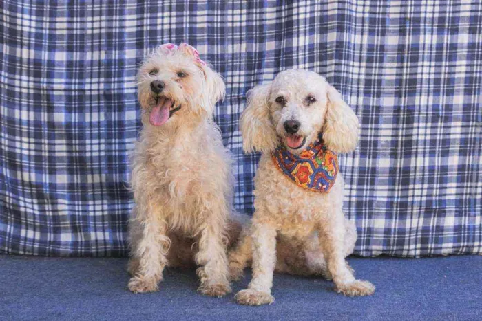 Cachorro ra a SRD  idade 3 anos nome Romeu e Julieta 