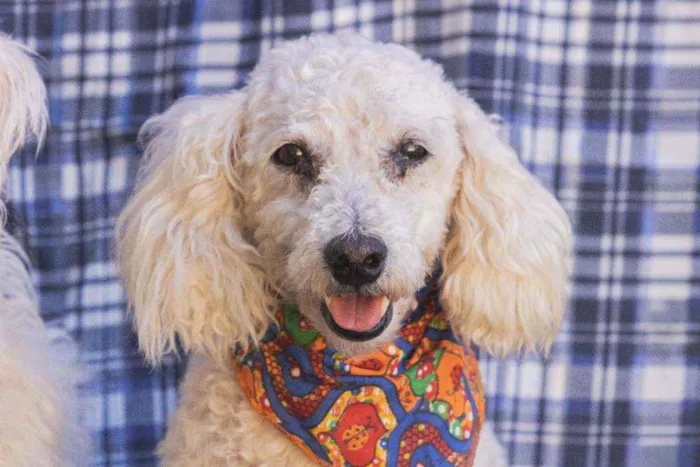 Cachorro ra a SRD  idade 3 anos nome Romeu e Julieta 