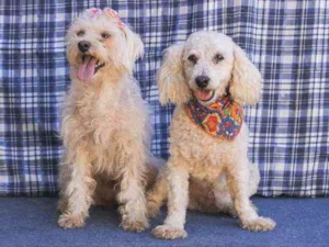 Cachorro raça SRD  idade 3 anos nome Romeu e Julieta 