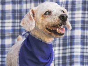 Cachorro raça SRD idade 5 anos nome Chacrinha