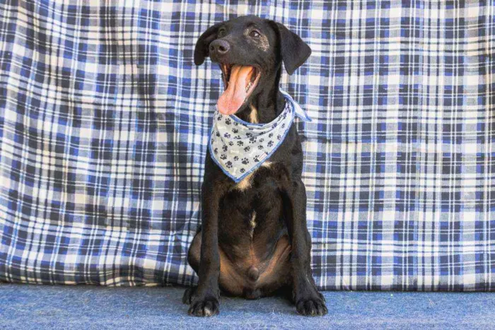 Cachorro ra a SRD idade 2 a 6 meses nome Vitório