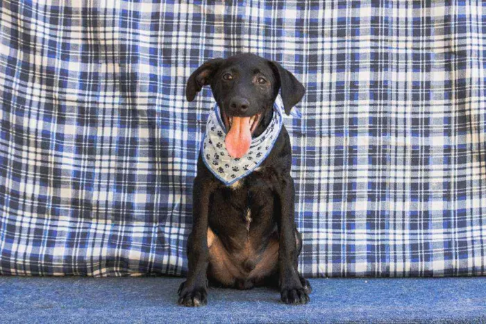 Cachorro ra a SRD idade 2 a 6 meses nome Vitório