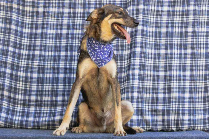 Cachorro ra a SRD idade 1 ano nome Carrapato 