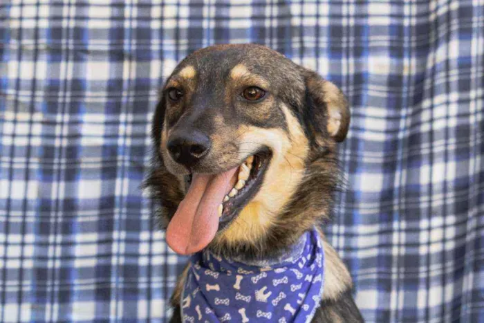 Cachorro ra a SRD idade 1 ano nome Carrapato 