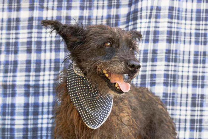 Cachorro ra a SRD idade 2 anos nome Sharlau