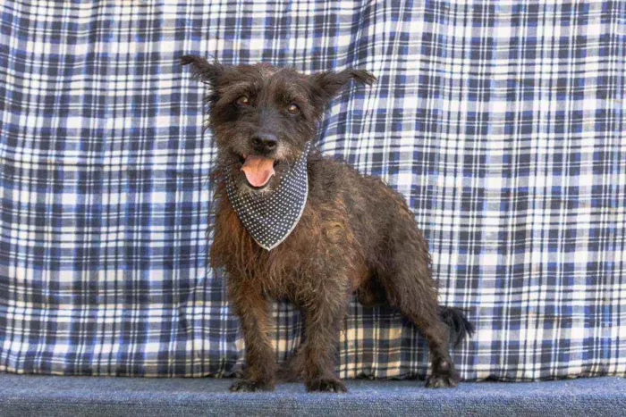 Cachorro ra a SRD idade 2 anos nome Sharlau