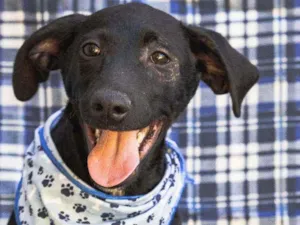 Cachorro raça SRD idade 2 a 6 meses nome Vitório