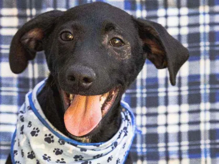 Cachorro ra a SRD idade 2 a 6 meses nome Vitório