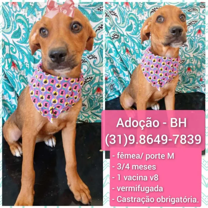Cachorro raça SRD-ViraLata idade 2 a 6 meses nome lilica