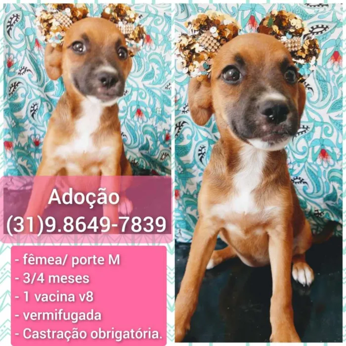 Cachorro raça SRD-ViraLata idade 2 a 6 meses nome JOANA