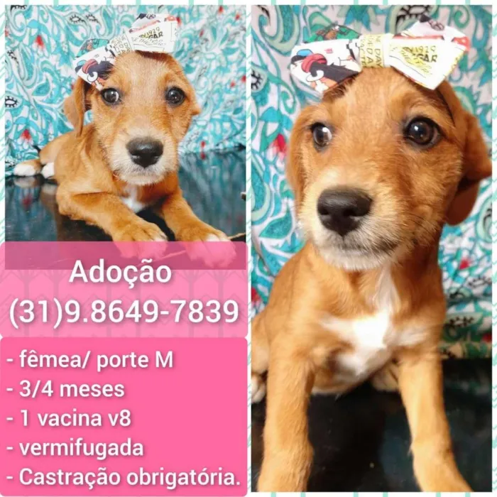 Cachorro raça SRD-ViraLata idade 2 a 6 meses nome NENEM