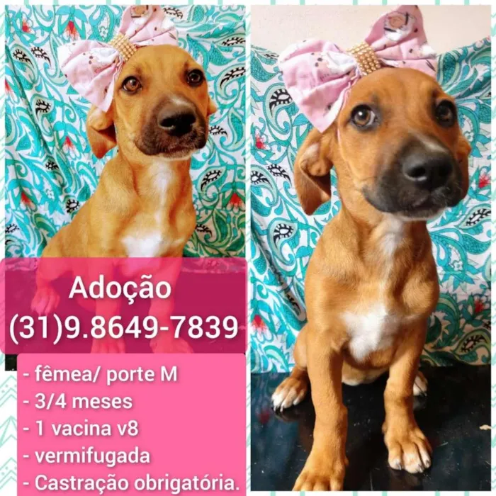 Cachorro raça SRD-ViraLata idade 2 a 6 meses nome MIMOSA