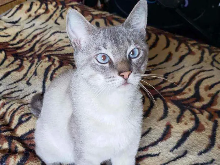 Gato raça Srd idade 1 ano nome Nicolau