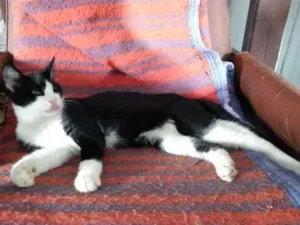 Gato raça  idade 2 a 6 meses nome Leco