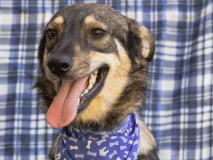 Cachorro raça SRD idade 1 ano nome Carrapato 
