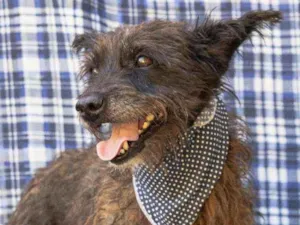 Cachorro raça SRD idade 2 anos nome Sharlau