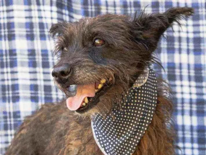 Cachorro ra a SRD idade 2 anos nome Sharlau
