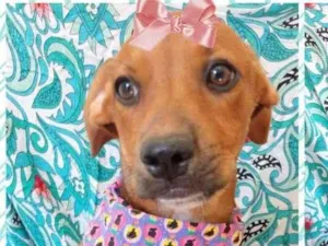 Cachorro raça SRD-ViraLata idade 2 a 6 meses nome lilica