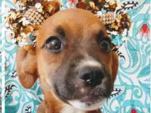 Cachorro raça SRD-ViraLata idade 2 a 6 meses nome JOANA
