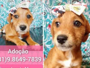 Cachorro raça SRD-ViraLata idade 2 a 6 meses nome NENEM