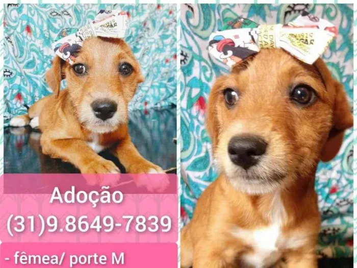 Cachorro raça SRD-ViraLata idade 2 a 6 meses nome NENEM