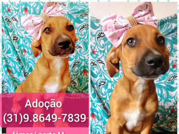 Cachorro raça SRD-ViraLata idade 2 a 6 meses nome MIMOSA