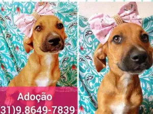 Cachorro raça SRD-ViraLata idade 2 a 6 meses nome MIMOSA