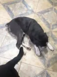 Negão 
