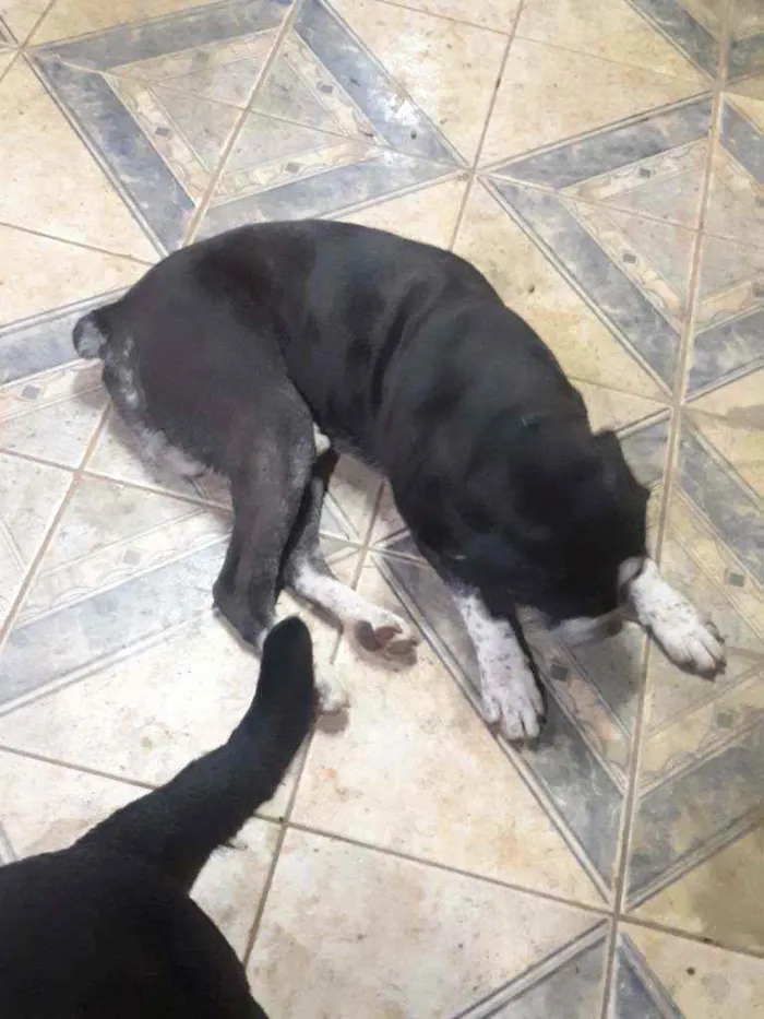 Cachorro ra a Boxer  idade 6 ou mais anos nome Negão 