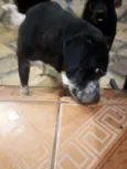 Negão 