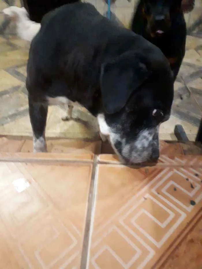 Cachorro ra a Boxer  idade 6 ou mais anos nome Negão 