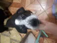 Negão 