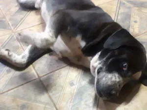 Cachorro raça Boxer  idade 6 ou mais anos nome Negão 