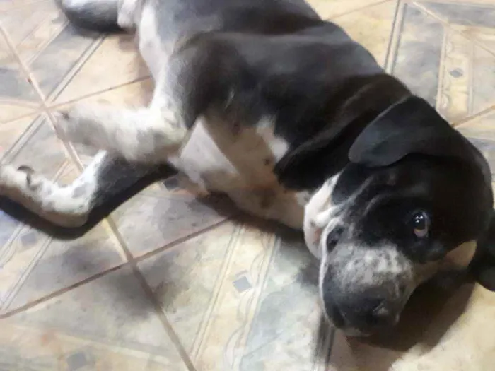 Cachorro ra a Boxer  idade 6 ou mais anos nome Negão 