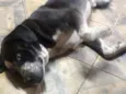 Negão 