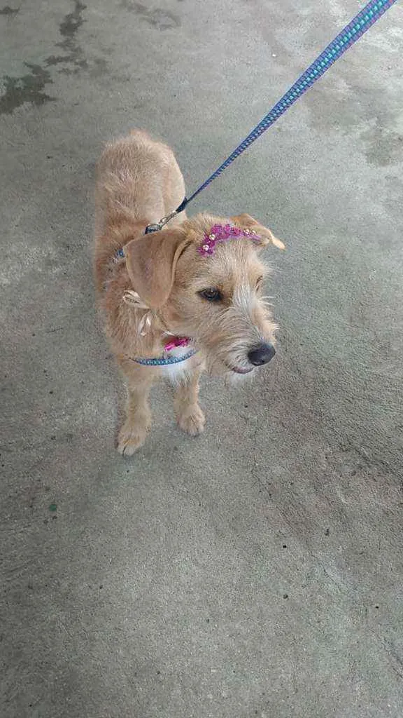 Cachorro raça Srd idade 1 ano nome AMORA