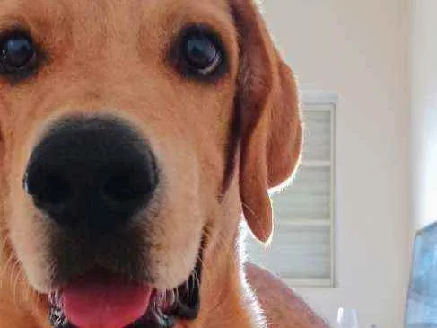 Cachorro ra a Labrador retriver idade 7 a 11 meses nome Pongo