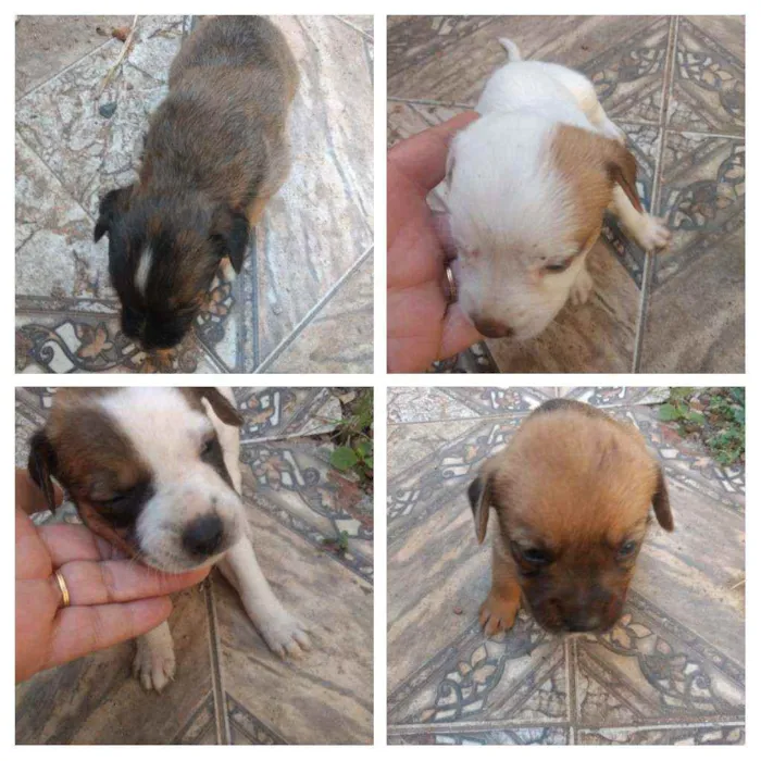 Cachorro ra a SRD idade Abaixo de 2 meses nome Filhotes 