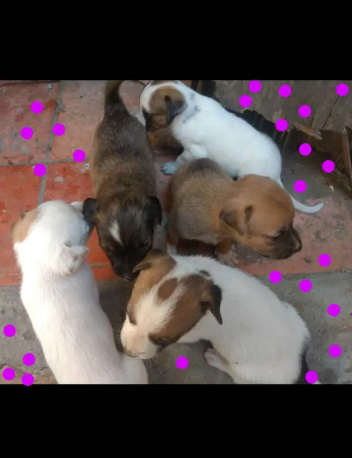 Cachorro ra a SRD idade Abaixo de 2 meses nome Filhotes 