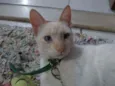 Chico