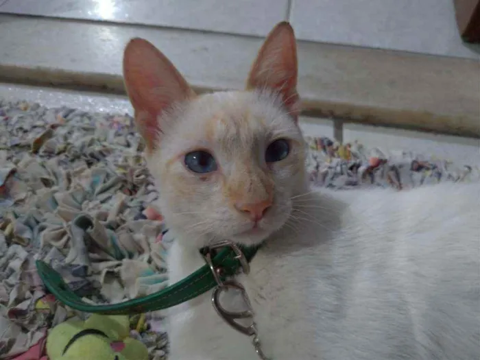 Gato raça Indefinido idade 2 a 6 meses nome Chico