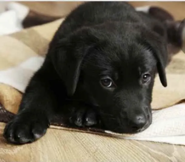 Cachorro ra a Mestiço  idade 2 a 6 meses nome Duque 