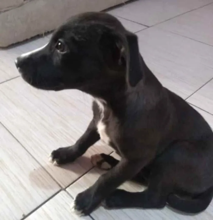 Cachorro ra a Mestiço  idade 2 a 6 meses nome Duque 