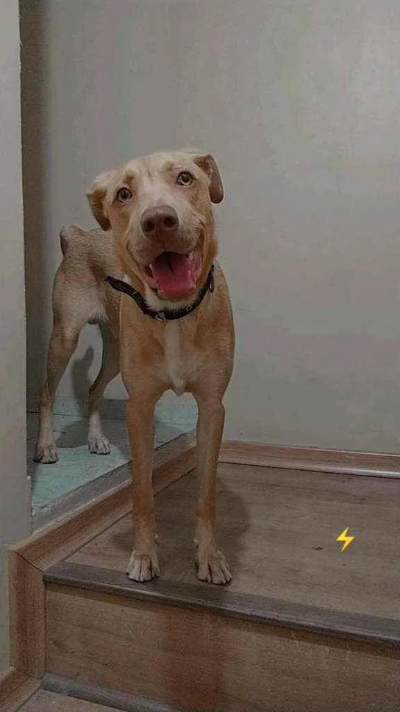 Cachorro ra a Labrador com pit bul  idade 7 a 11 meses nome Zeus 